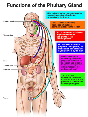 Endocrine Diseases: Understanding Pituitary Gland Disorders, Anatomy, and Function