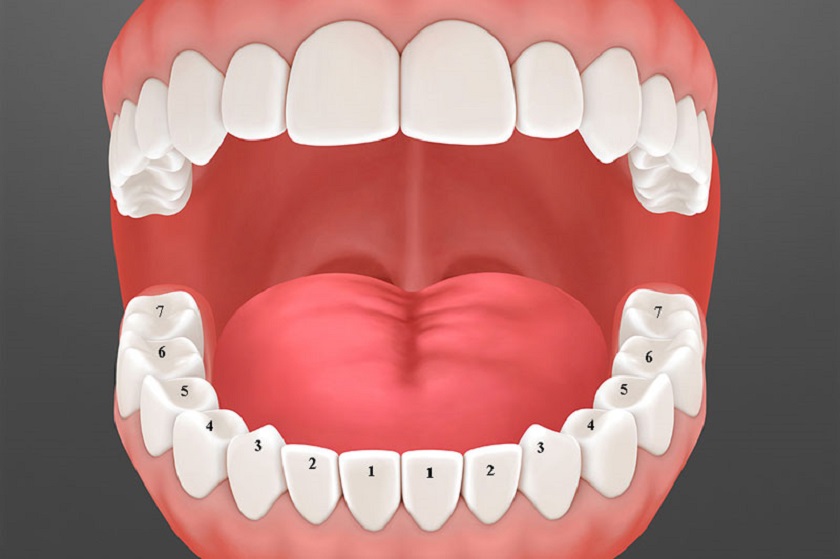 Understanding Functional Occlusion in Restorative Dentistry and Prosthodontics